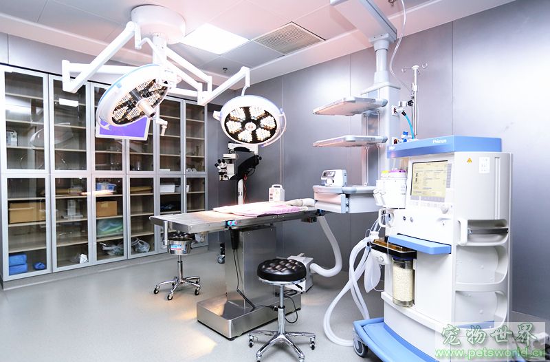 安安寵醫(yī)榮獲首屆“2018美團(tuán)點評年度寵物人氣商戶”稱號